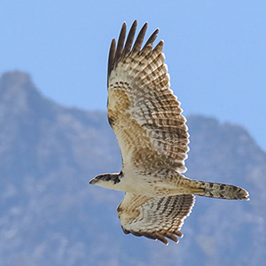 Oriental Honey-buzzard